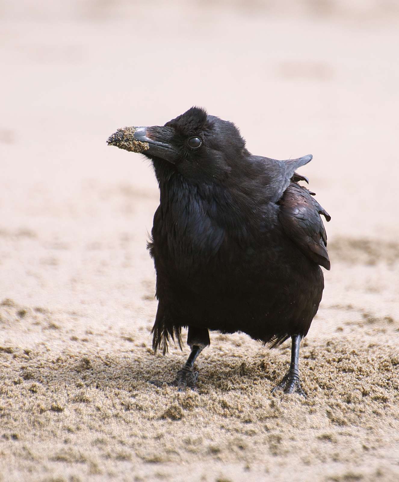 flock of ravens flock of ravens